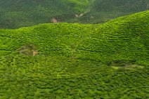HDR - tea plantation in the Cameron Highlands - Malaysia 05 HDR - tea plantation in the Cameron Highlands - Malaysia 05.jpg