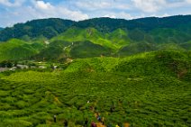 HDR - tea plantation in the Cameron Highlands - Malaysia 06 HDR - tea plantation in the Cameron Highlands - Malaysia 06.jpg