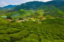 HDR - tea plantation in the Cameron Highlands - Malaysia 08 HDR - tea plantation in the Cameron Highlands - Malaysia 08.jpg