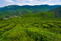 HDR - tea plantation in the Cameron Highlands - Malaysia 09 HDR - tea plantation in the Cameron Highlands - Malaysia 09.jpg