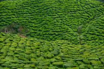 HDR - tea plantation in the Cameron Highlands - Malaysia 11 HDR - tea plantation in the Cameron Highlands - Malaysia 11.jpg