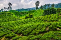 HDR - tea plantation in the Cameron Highlands - Malaysia 16 HDR - tea plantation in the Cameron Highlands - Malaysia 16.jpg