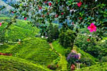 HDR - tea plantation in the Cameron Highlands - Malaysia 24 HDR - tea plantation in the Cameron Highlands - Malaysia 24.jpg