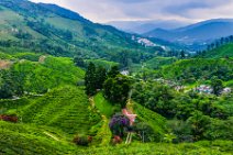 HDR - tea plantation in the Cameron Highlands - Malaysia 25 HDR - tea plantation in the Cameron Highlands - Malaysia 25.jpg