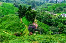 HDR - tea plantation in the Cameron Highlands - Malaysia 26 HDR - tea plantation in the Cameron Highlands - Malaysia 26.jpg