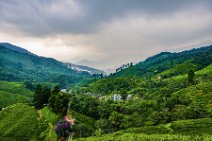 HDR - tea plantation in the Cameron Highlands - Malaysia 35 HDR - tea plantation in the Cameron Highlands - Malaysia 35.jpg