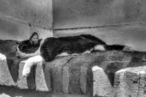 MONOCHROME HDR - sleeping cat inside Alhambra - Granada - Spain MONOCHROME HDR - sleeping cat inside Alhambra - Granada - Spain