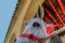 HDR - Andalusian horse - Caballerizas Reales - Royal Stables - Cordoba - Spain 01 HDR - Andalusian horse - Caballerizas Reales - Royal Stables - Cordoba - Spain 01