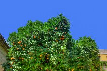 HDR - orange tree at Caballerizas Reales - Royal Stables - Cordoba - Spain HDR - orange tree at Caballerizas Reales - Royal Stables - Cordoba - Spain