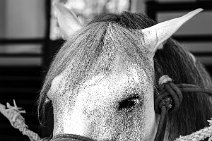 MONOCHROME - white andalusian horse - Caballerizas Reales - Royal Stables - Cordoba - Spain MONOCHROME - white andalusian horse - Caballerizas Reales - Royal Stables - Cordoba - Spain