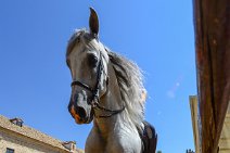 Outside riding training - Caballerizas Reales - Royal Stables - Cordoba - Spain 19 Outside riding training - Caballerizas Reales - Royal Stables - Cordoba - Spain 19