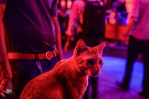 Cat on a stool - Soi Cowboy - Bangkok - Thailand 02 Cat on a stool - Soi Cowboy - Bangkok - Thailand 02.JPG