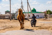Camel and man on a motorbike - Yerbent - Turkmenistan Camel and man on a motorbike - Yerbent - Turkmenistan