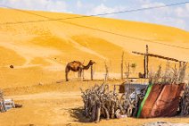 Camel in front of dunes - Yerbent - Turkmenistan Camel in front of dunes - Yerbent - Turkmenistan