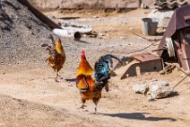 Colorful rooster and hen - Yerbent - Turkmenistan 002 Colorful rooster and hen - Yerbent - Turkmenistan 002