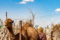 Woman miking a camel in Yerbent - Turkmenistan 002 Woman miking a camel in Yerbent - Turkmenistan 002