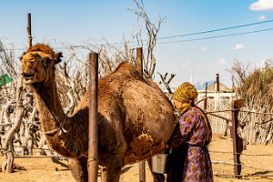 DOCU - YERBENT - village in the Karakum Desert
