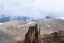 DSC_9399 Blick in das zerstÃ¶rte Gebiet nach dem Ausbruch des Mountt Saint Helens