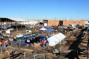 EVENT - DENVER STOCK SHOW + RODEO 2009